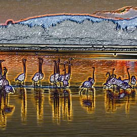 Фламинго на закате