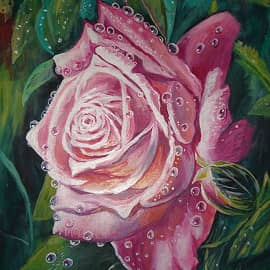 Роза в утренней росе.