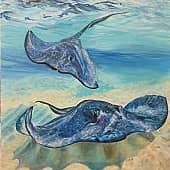 Кто живёт на мелководье? Скаты.