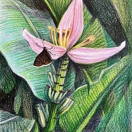 Пхукет. Цветок банана.