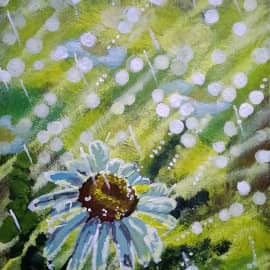 Ромашковое поле