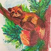 "Красная панда"