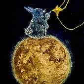 Путь к мечте