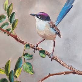 Австралийская птичка