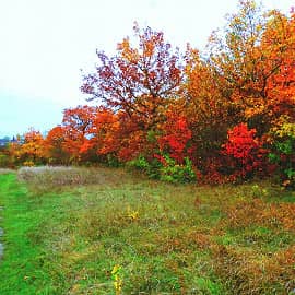 осенняя тропинка