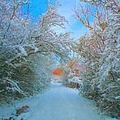 Снежный лес.