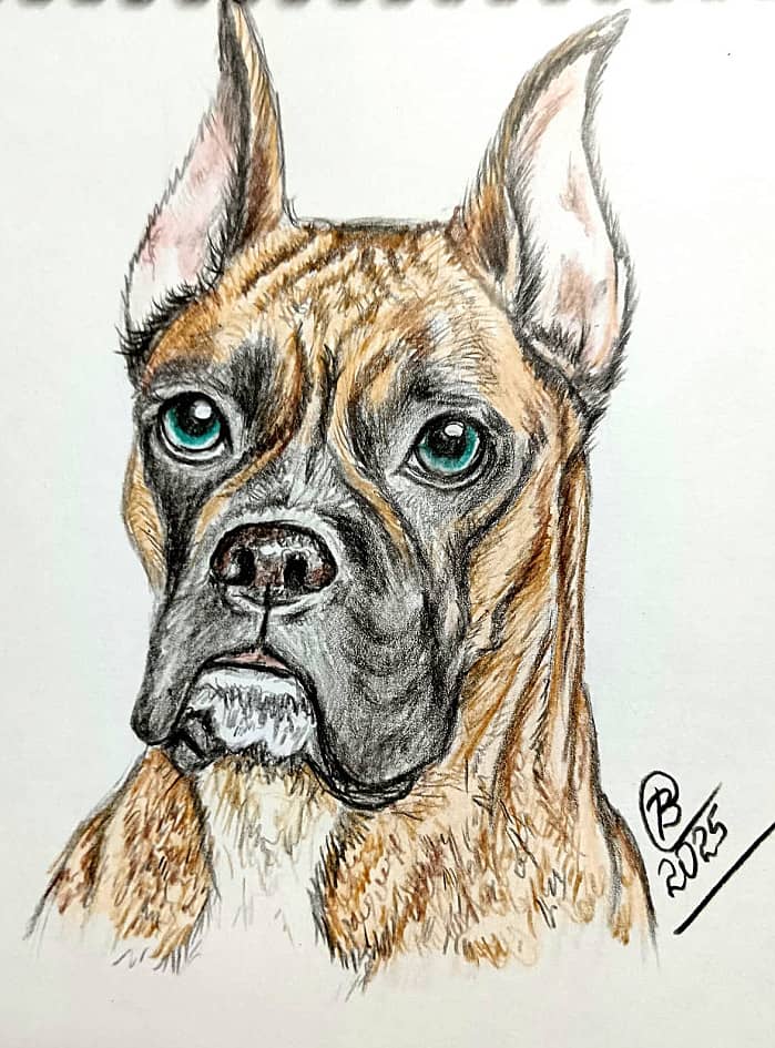 Американский боксёр