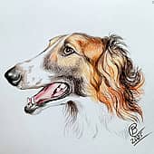 Русская Борзая