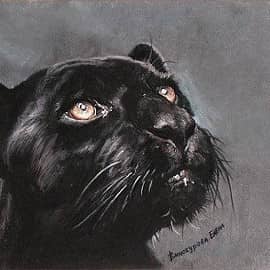 Морда 5