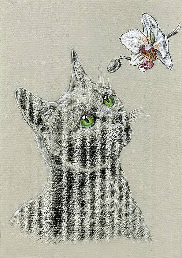 Кошка с орхидеей