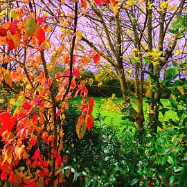 Осенние листья.