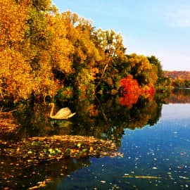 Лебедь на озере