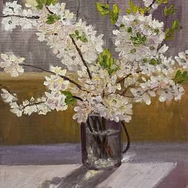 Ветки цветущей вишни на солнце.