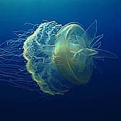 Королевская медуза