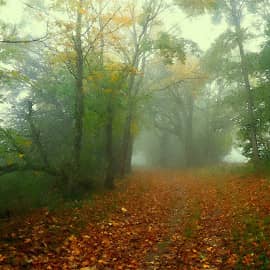 цветные туманы осени-5