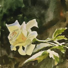 Солнечная роза