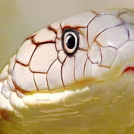 Белая кобра