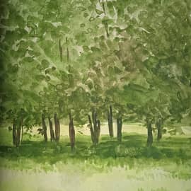 Деревья перед моим домом.