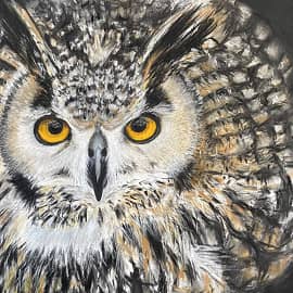 Ушастая сова