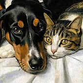 Идеальная пара