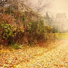 По ковру из жёлтых листьев