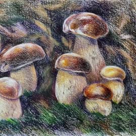 Белые грибы. Скетч.